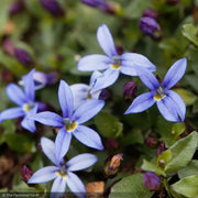 Blue Star Creeper #1